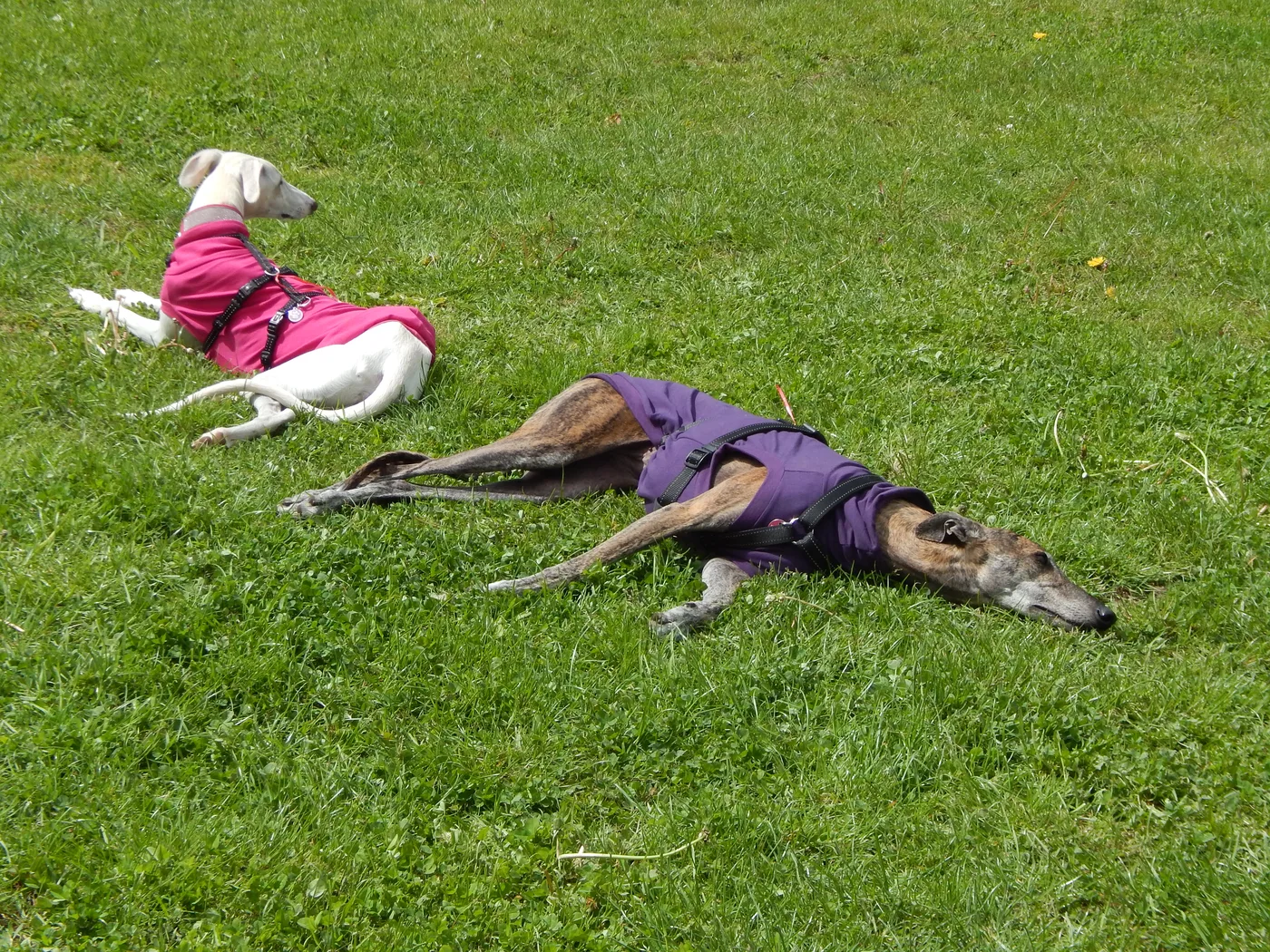 Hundespielwiese Melle – Bild 01