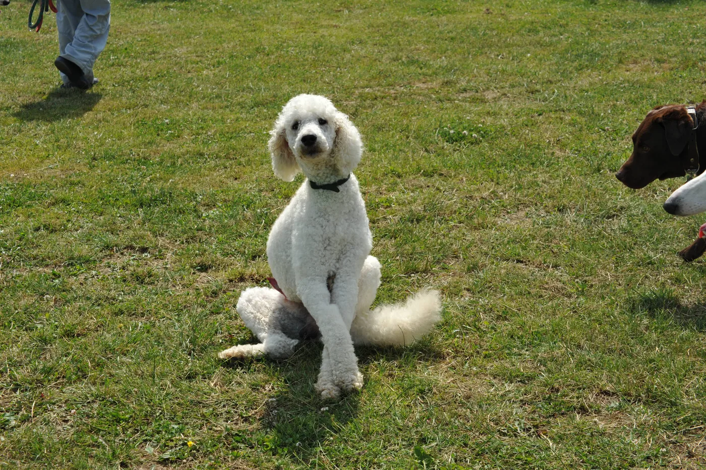 Hundespielwiese Melle – Bild 02