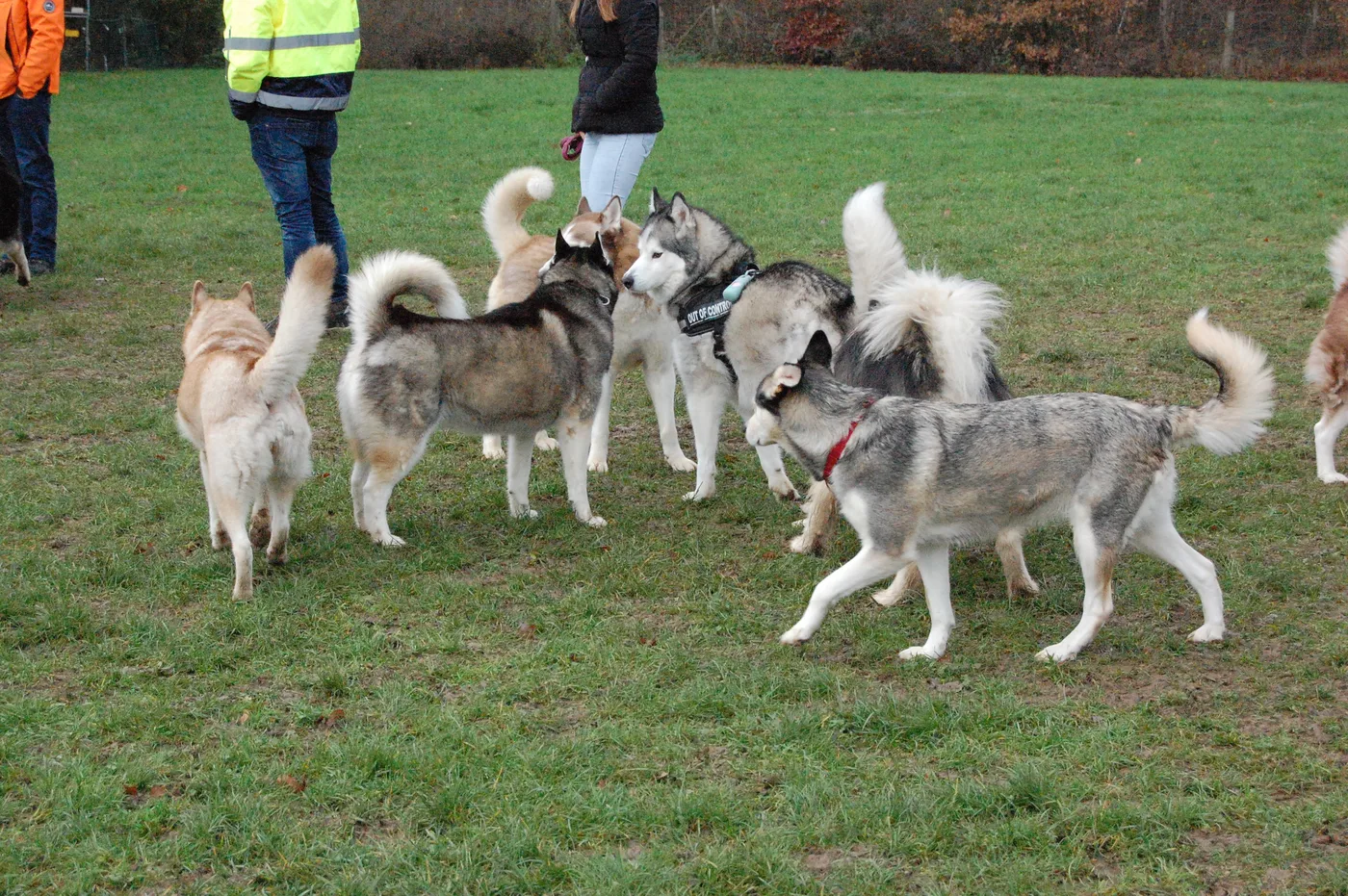 Hundespielwiese Melle – Bild 03