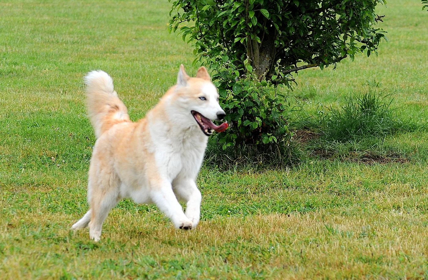Hundespielwiese Melle – Bild 04