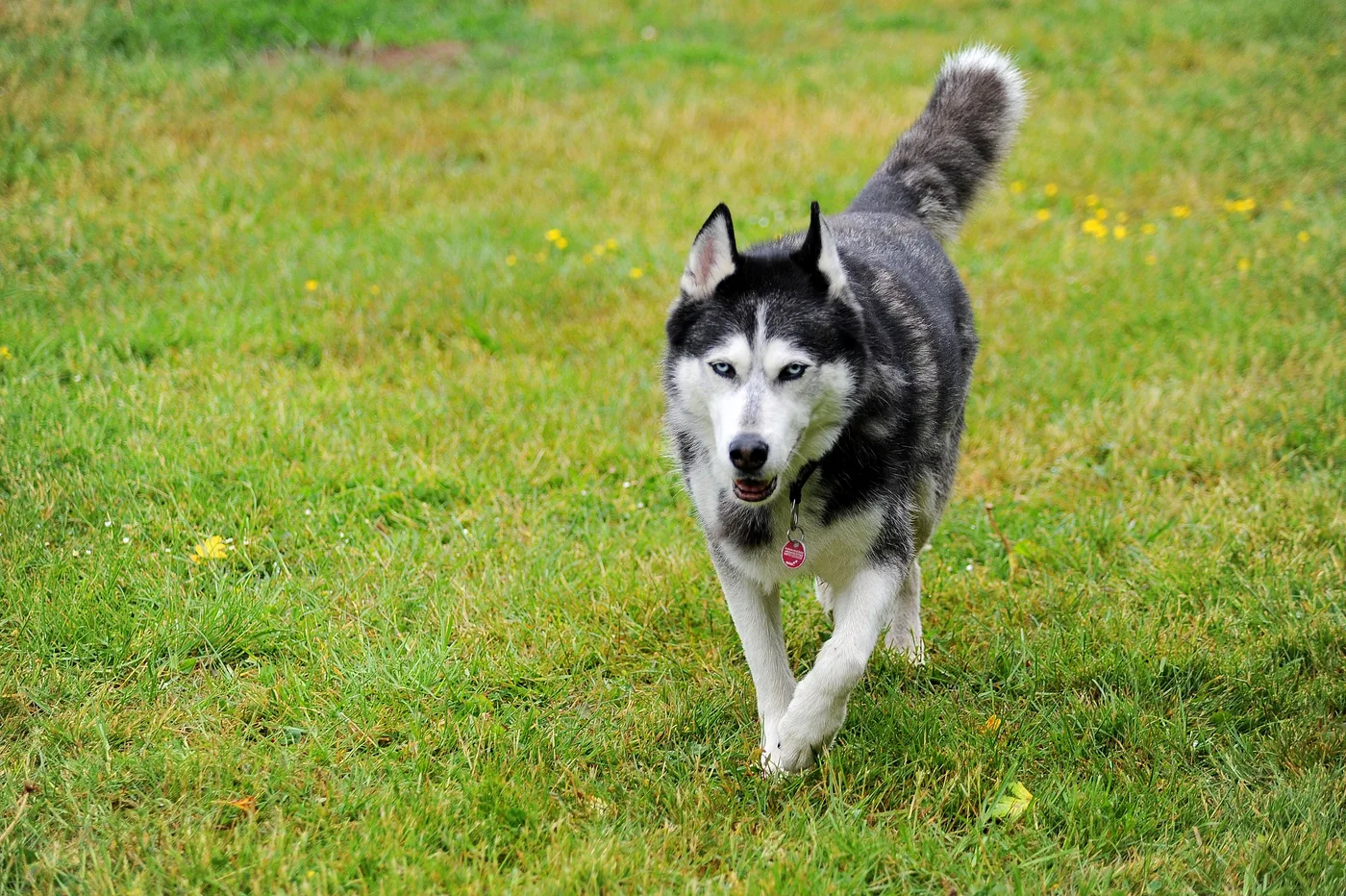 Hundespielwiese Melle – Bild 05
