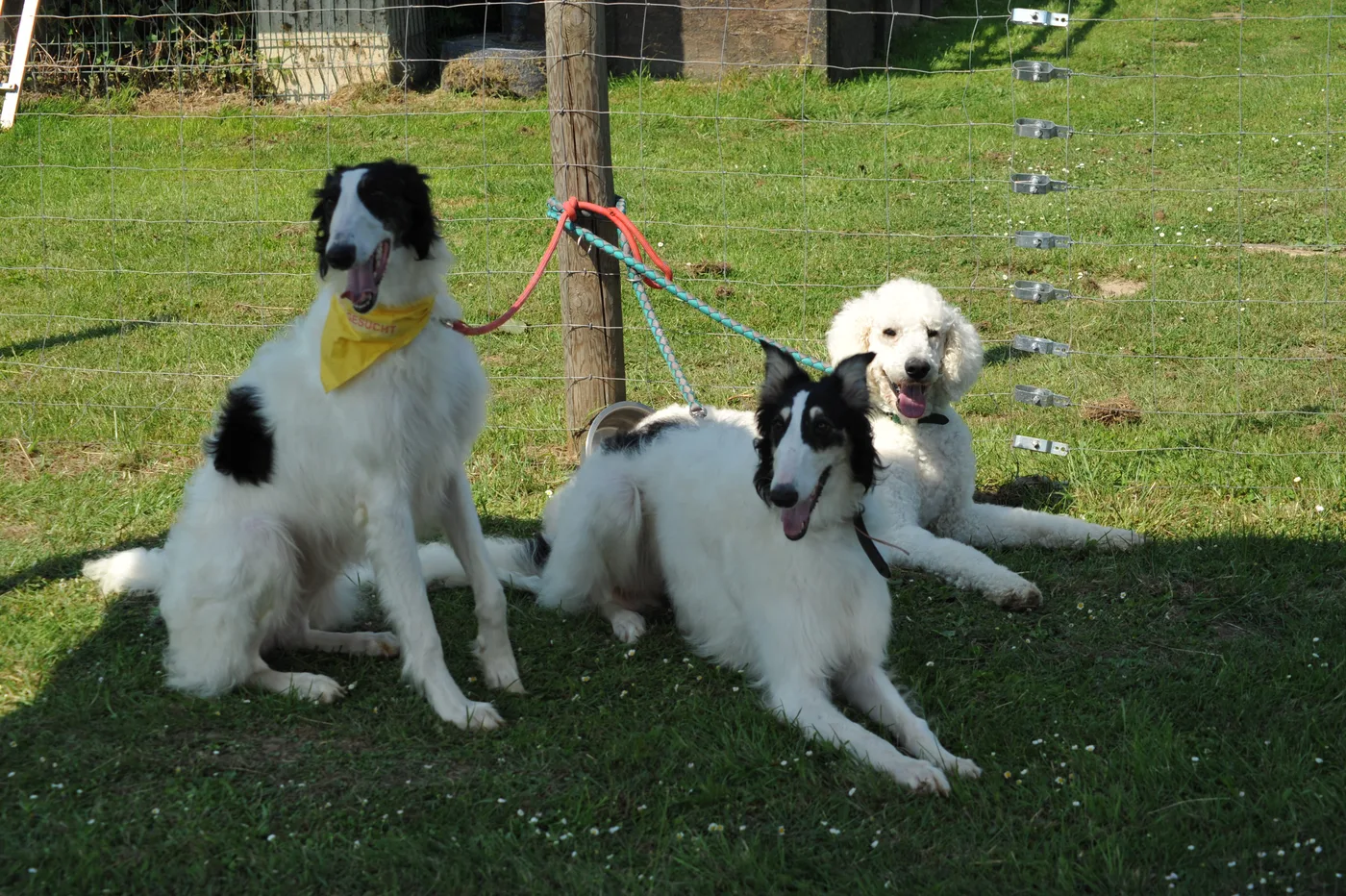 Hundespielwiese Melle – Bild 06
