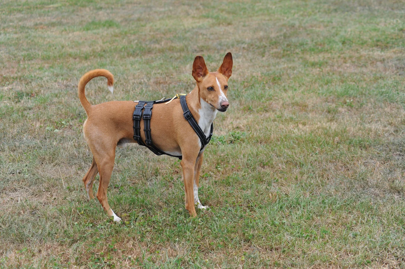 Hundespielwiese Melle – Bild 07