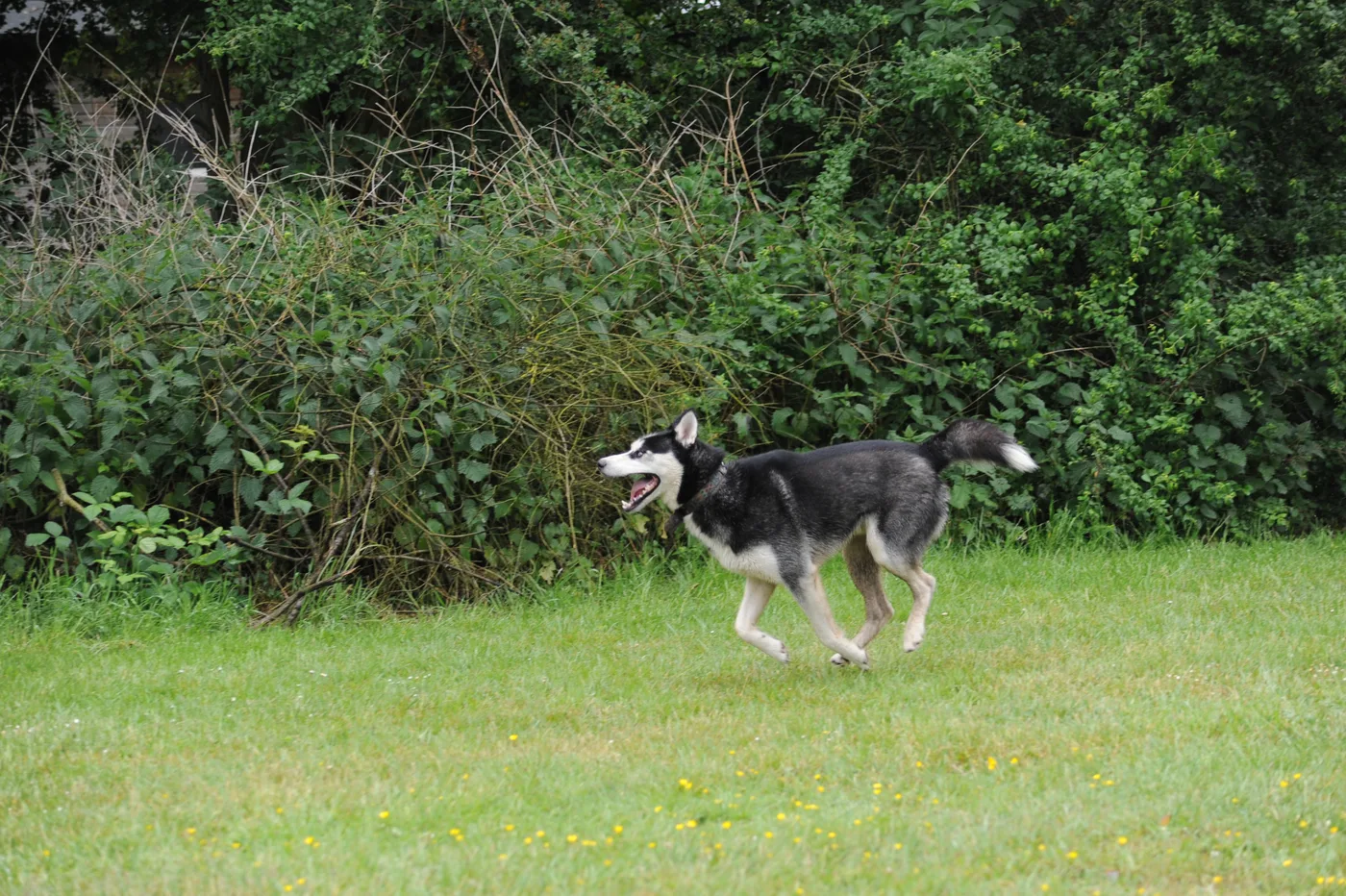 Hundespielwiese Melle – Bild 08