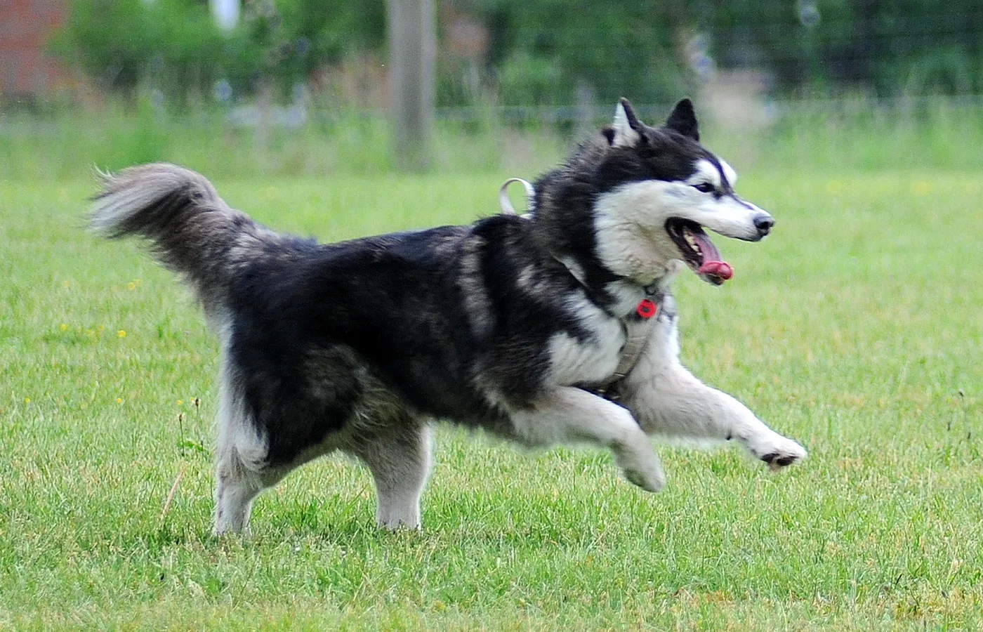 Hundespielwiese Melle – Bild 09