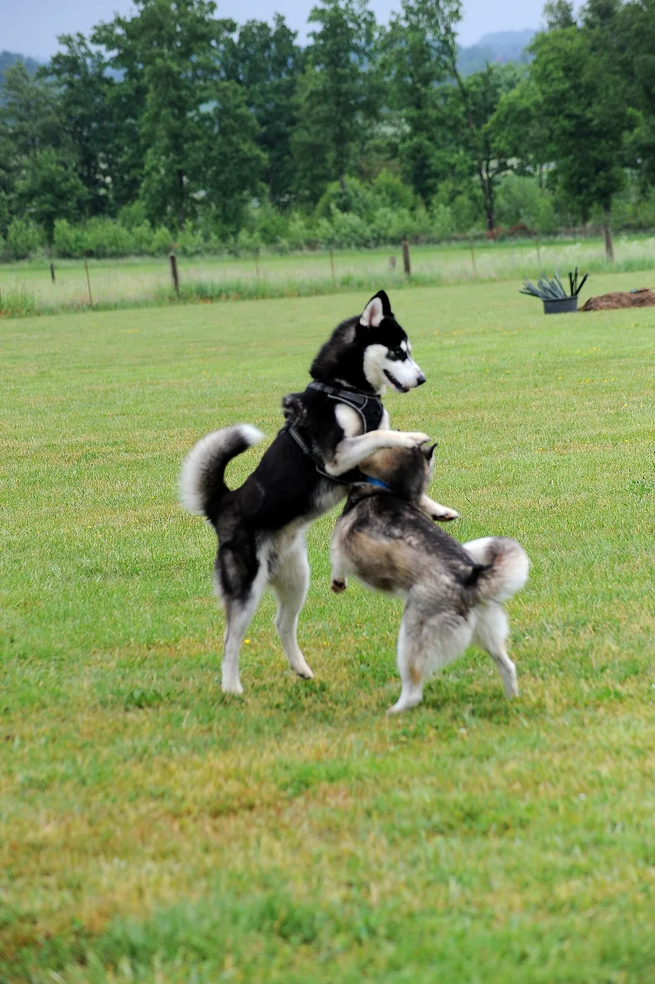 Hundespielwiese Melle – Bild 10