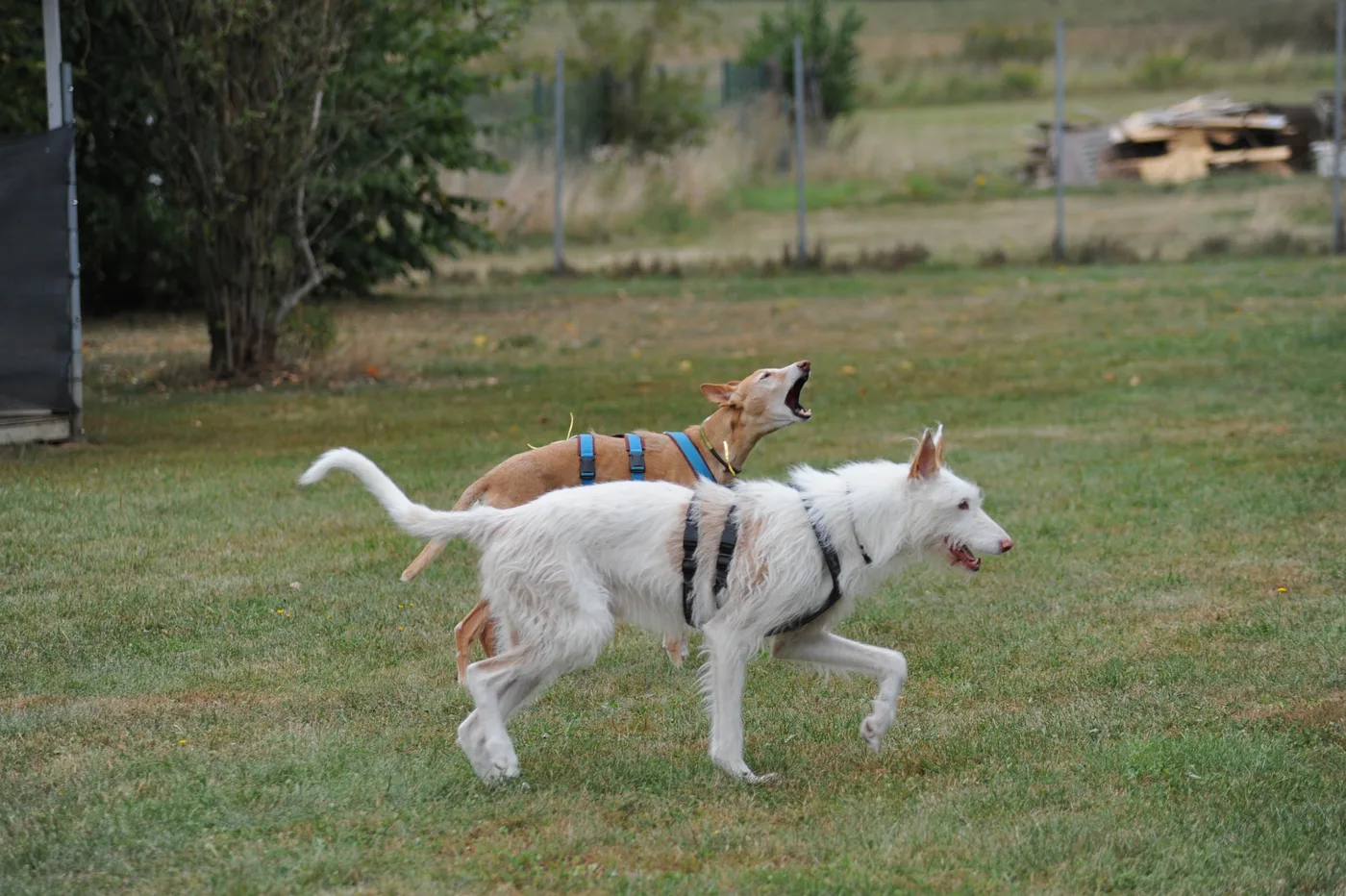 Hundespielwiese Melle – Bild 11
