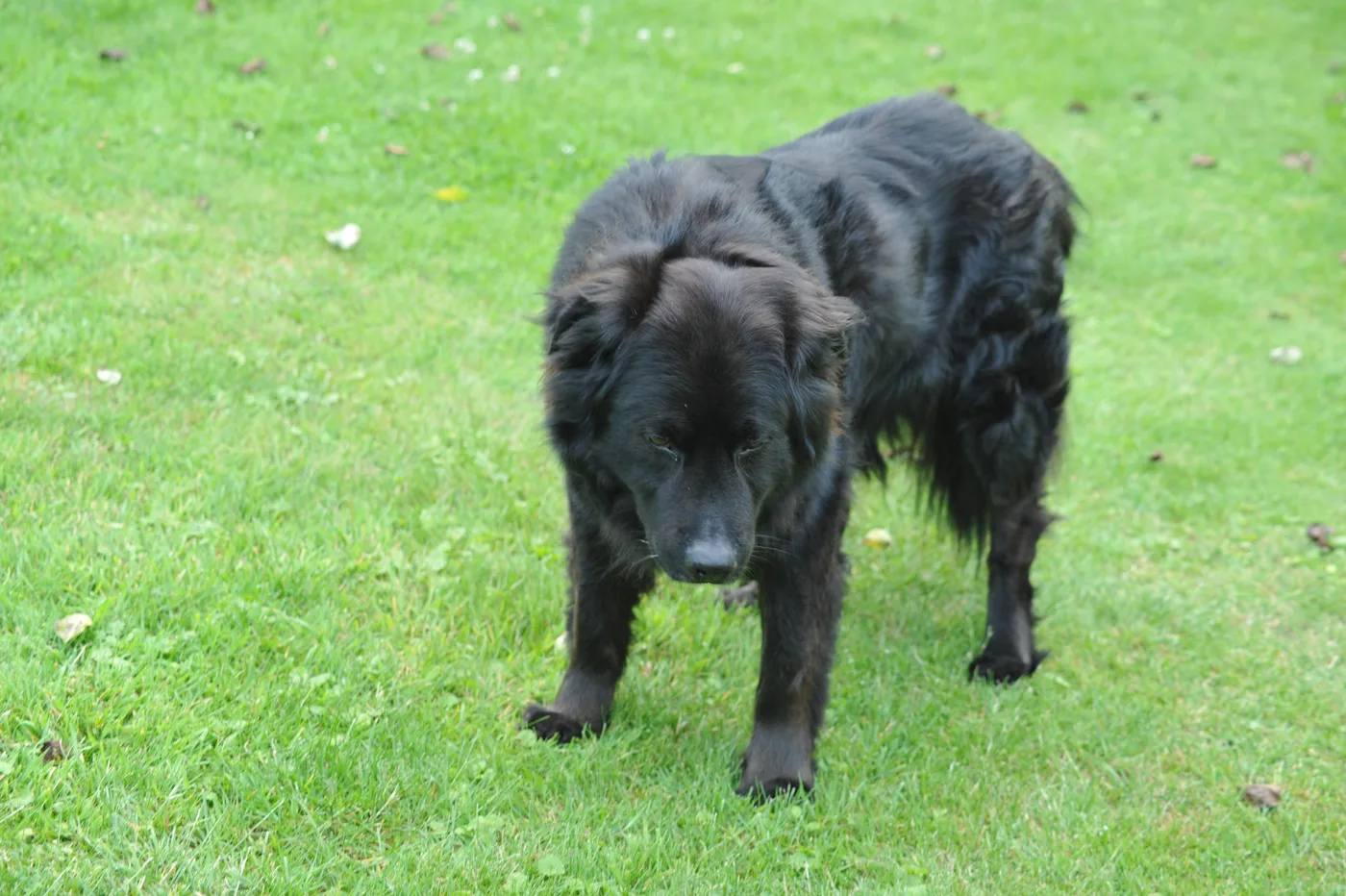 Hundespielwiese Melle – Bild 12