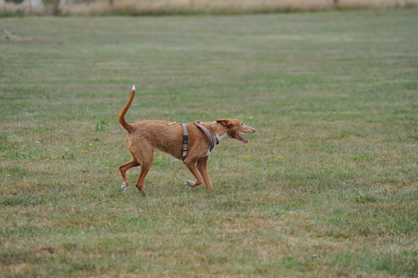Hundespielwiese Melle – Bild 13