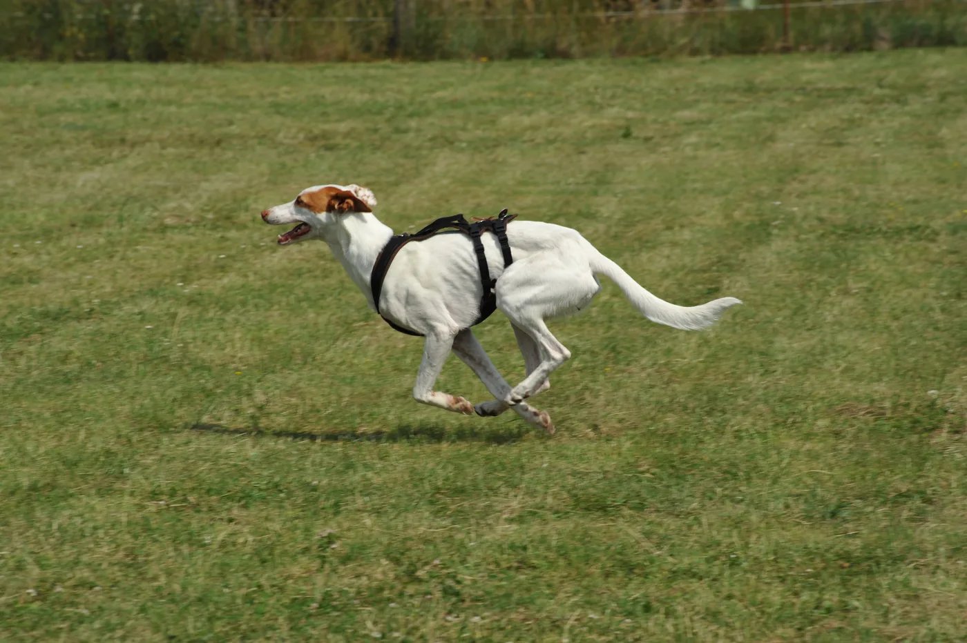 Hundespielwiese Melle – Bild 14