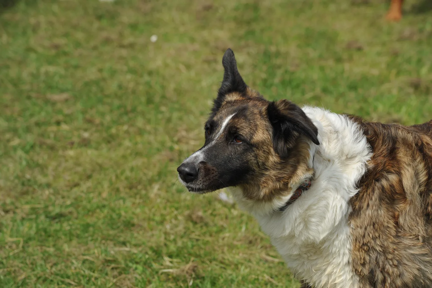 Hundespielwiese Melle – Bild 15
