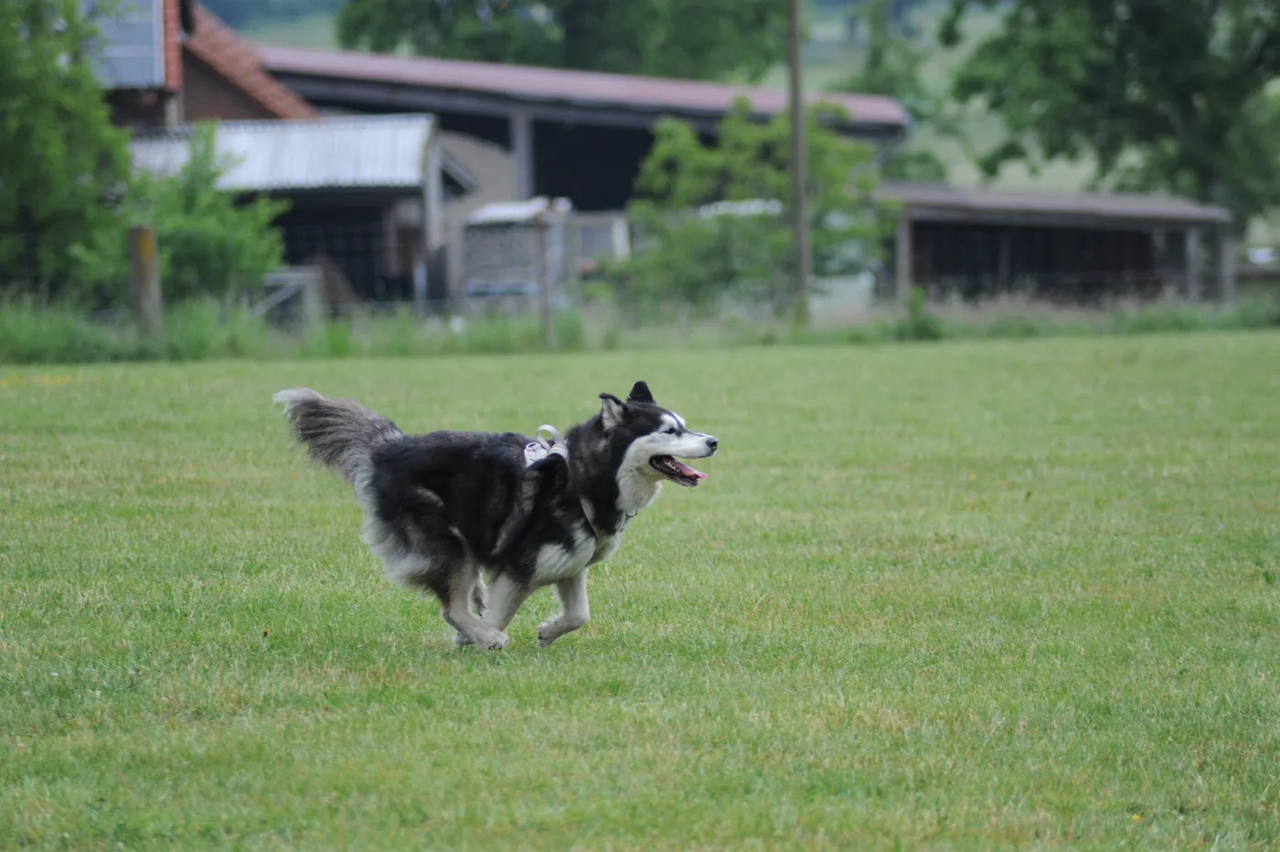 Hundespielwiese Melle – Bild 16