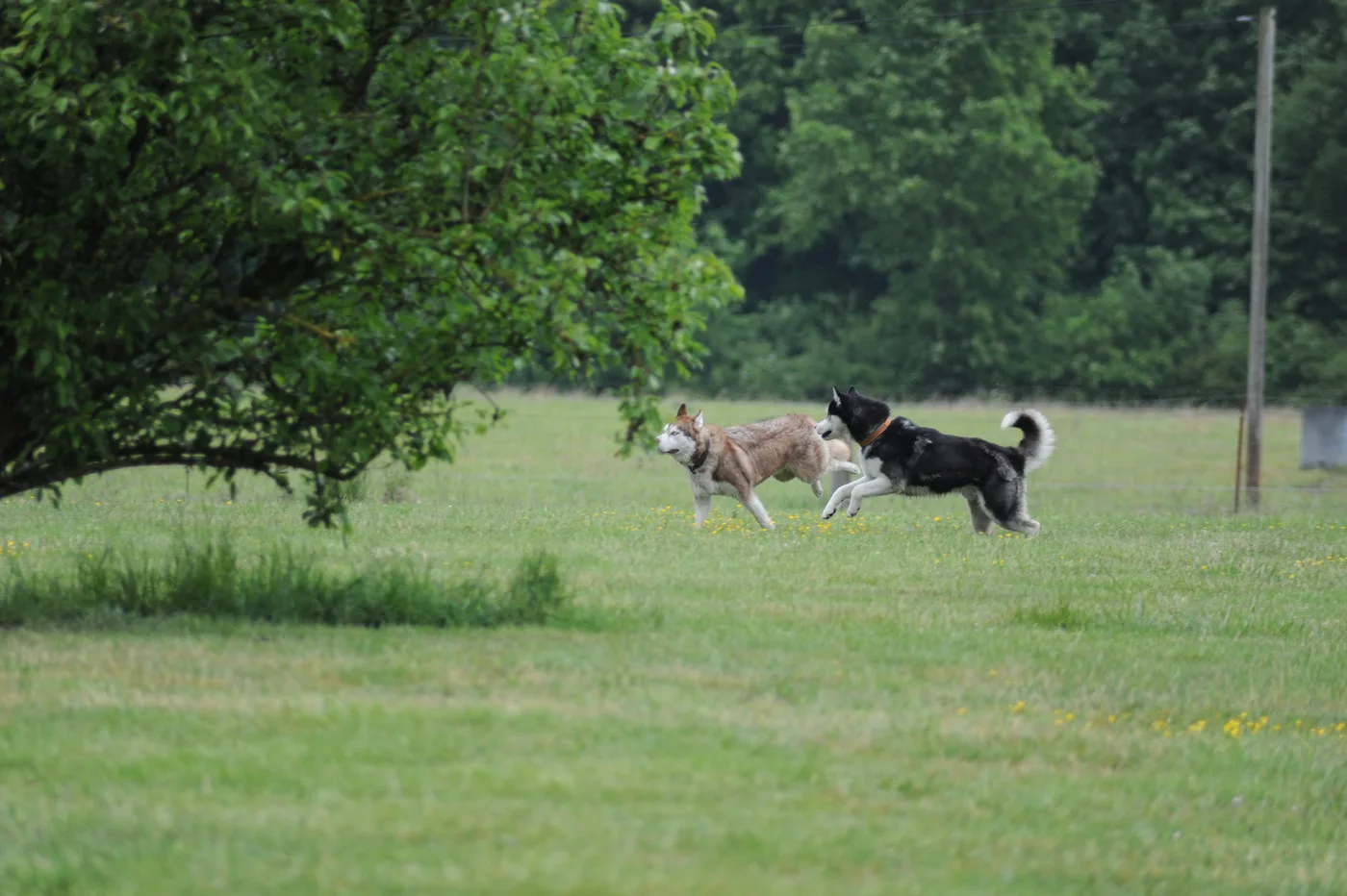 Hundespielwiese Melle – Bild 17