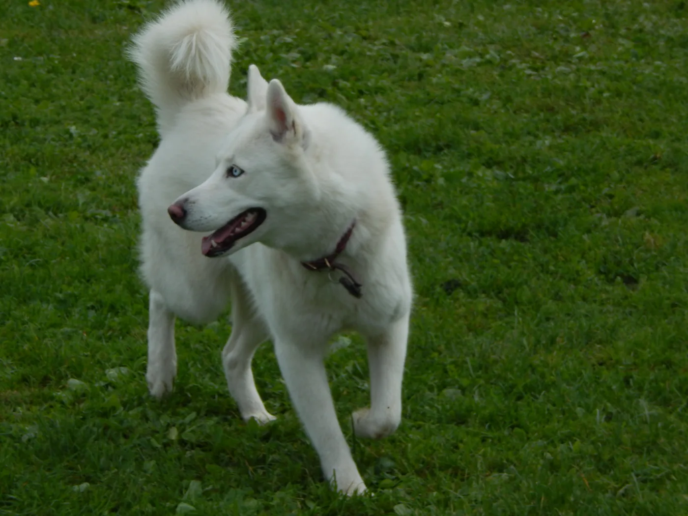 Hundespielwiese Melle – Einblick