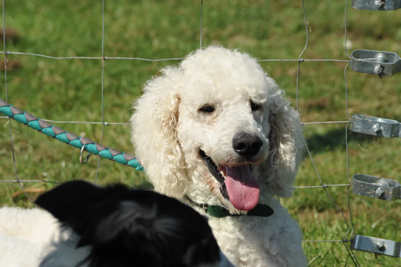 Hundespielwiese Melle – Einblick