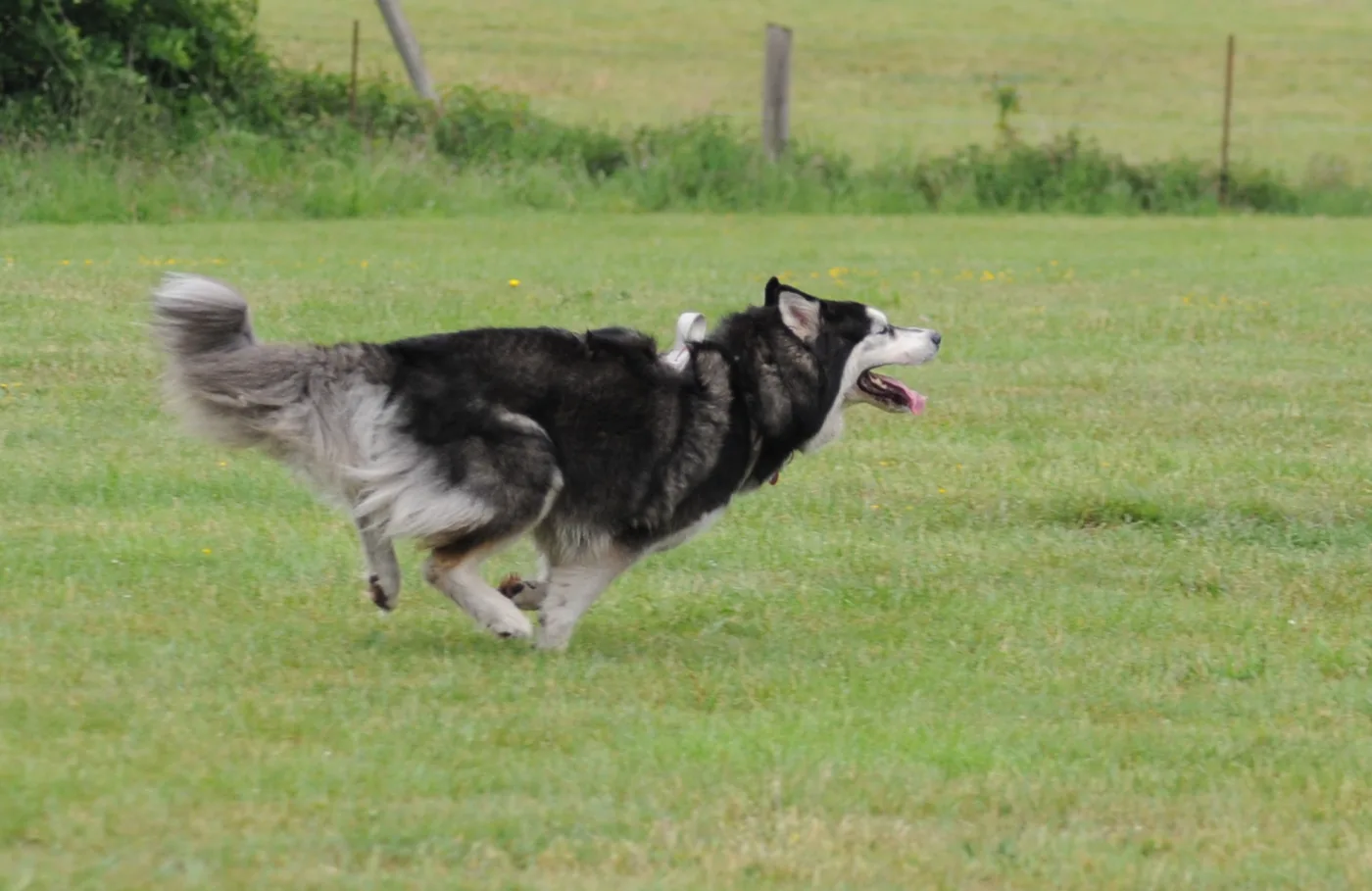 Hundespielwiese Melle – Einblick