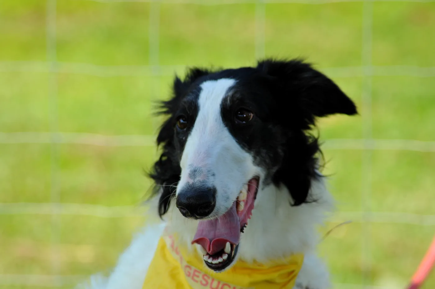 Hundespielwiese Melle – Einblick