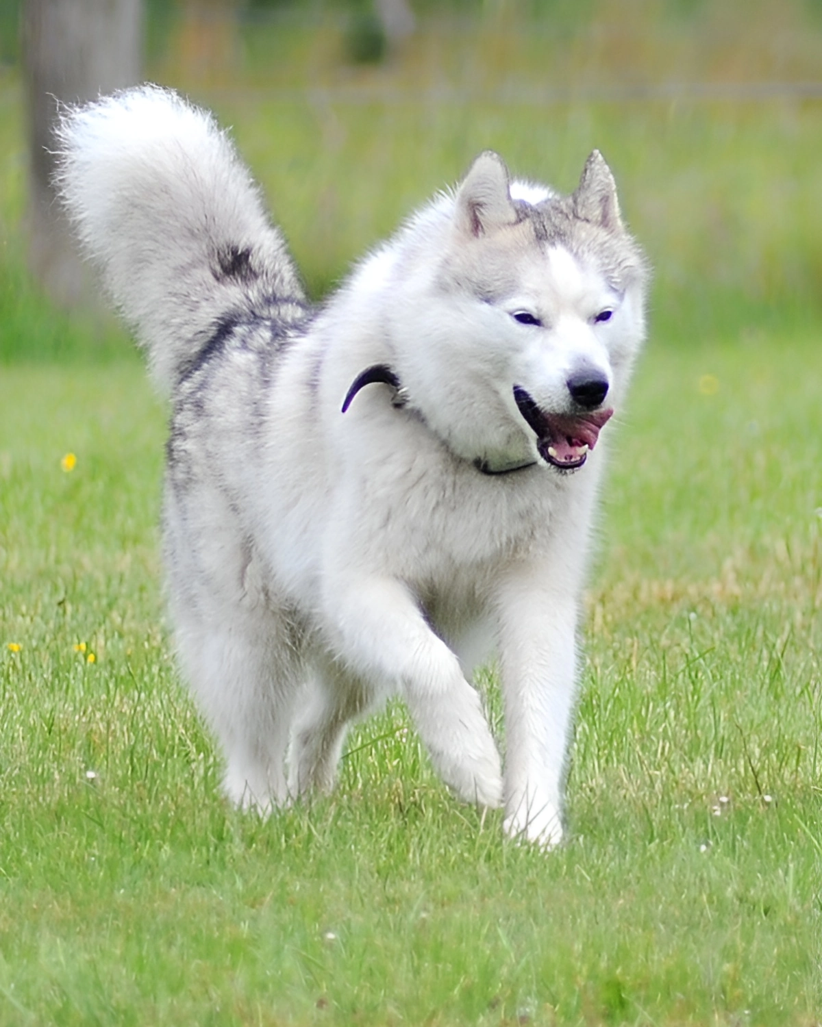 Blick über die eingezäunte Hundespielwiese mit Bäumen und grüner Wiese
